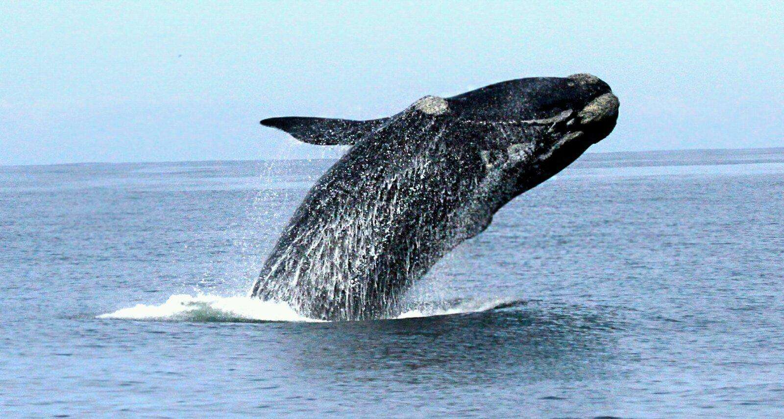 南露脊鲸-1.jpg