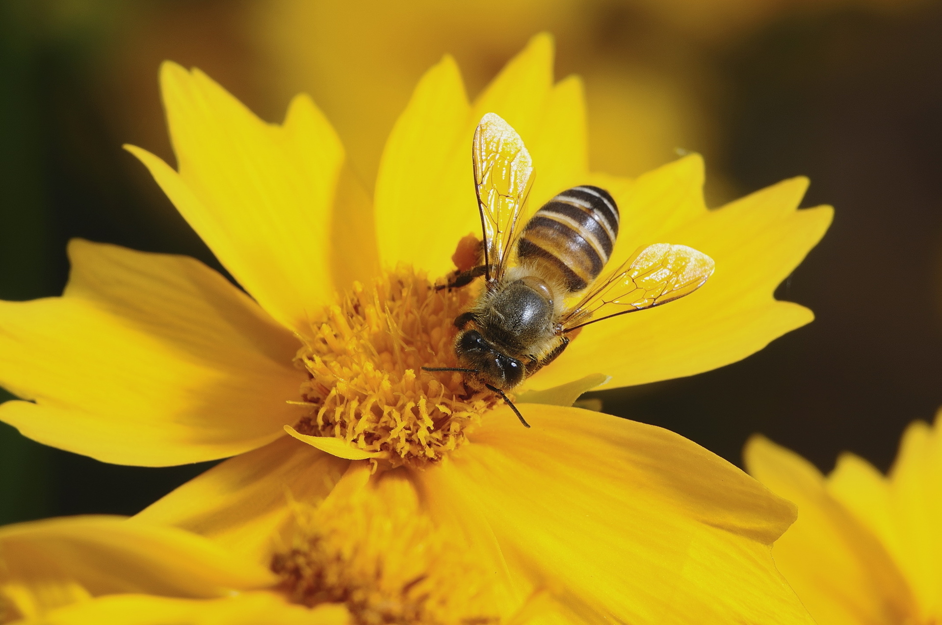 蜜蜂.jpg