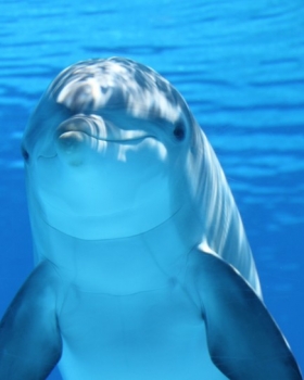 海豚是人类在海底最好的朋友